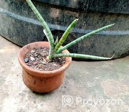 স্নেক প্ল্যান্ট পট সহ