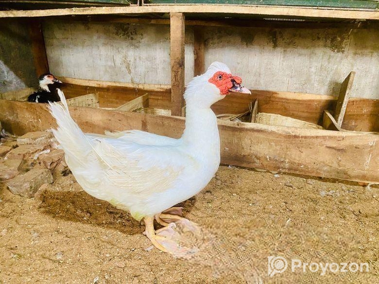 White China Hash Running Male