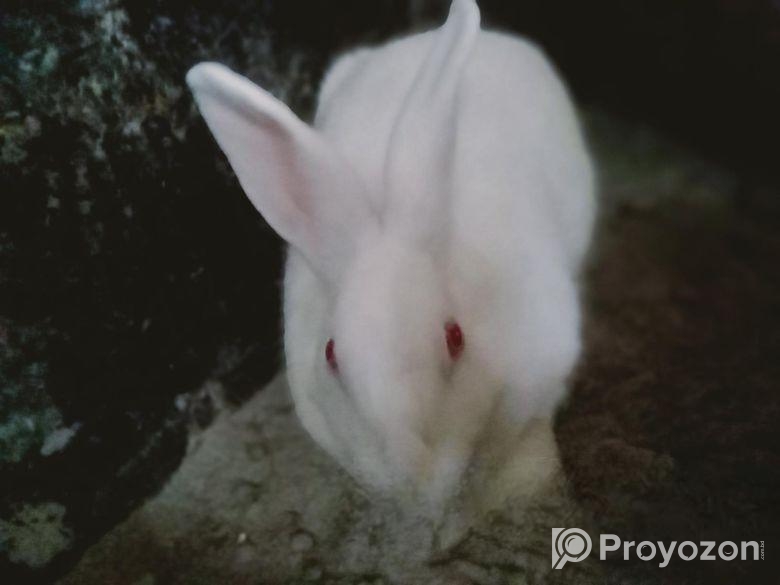 ছেলে খরগোশ মেয়ে বাচ্চা সহ বিক্রি করা হবে লাগলে ইনবক্স