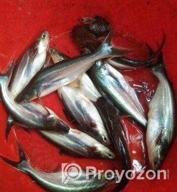 থাই পাংগাশ, চাপের পোনা অরিজিনাল