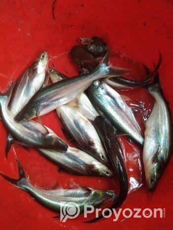 থাই পাংগাশ, চাপের পোনা অরিজিনাল