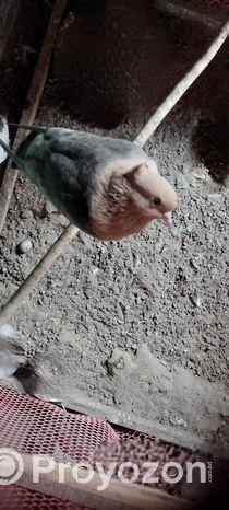 সোয়াচন্দন এডাল্ট জোড়া কবুতর