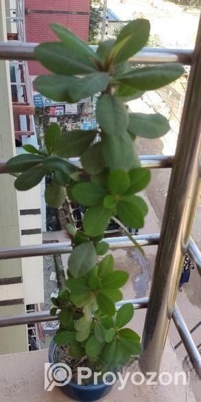 কাটা মুকুট গাছ