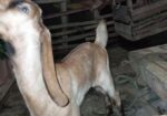 তোতা ক্রস ছাগল বিক্রি