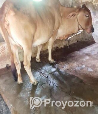 শাহীওয়াল গরু বিক্রি হবে