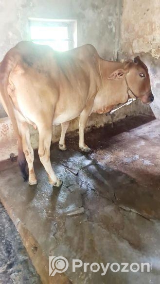 শাহীওয়াল গরু বিক্রি হবে