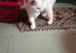 Cat For Sell
