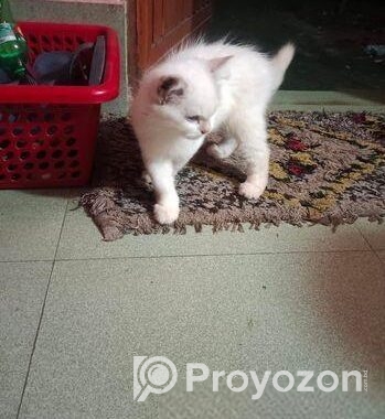 Cat For Sell
