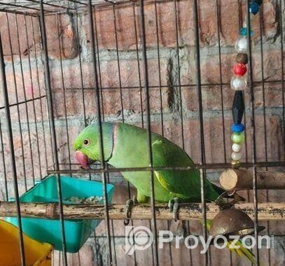 রিং নেট টিয়া