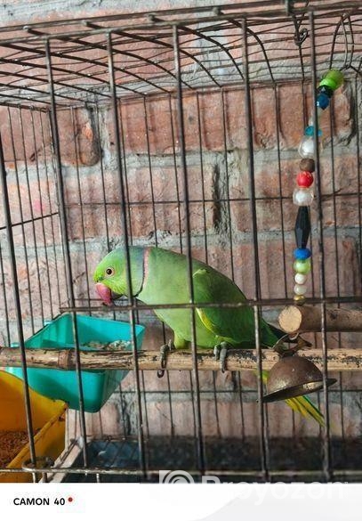 রিং নেট টিয়া