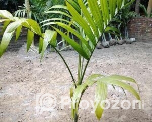 fitted-45-Copy_2025-09-17_22-27-12