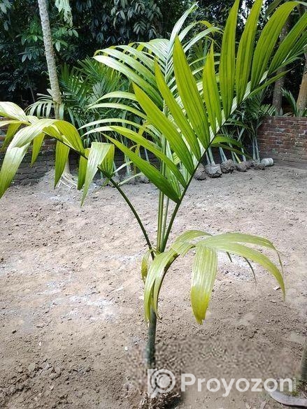 শুপারি গাছ