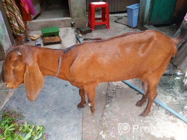 ছাগল বিক্রি করা হবে
