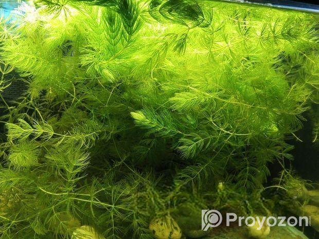 হর্নট একুরিয়াম লাইভ প্ল্যান্ট