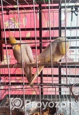 লুটিনো কোকাটেল সেল হবে