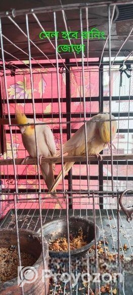 লুটিনো কোকাটেল সেল হবে