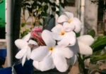 পিংক পুডিকা কাঠগোলাপ চারা