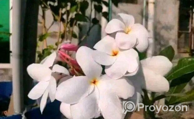 পিংক পুডিকা কাঠগোলাপ চারা