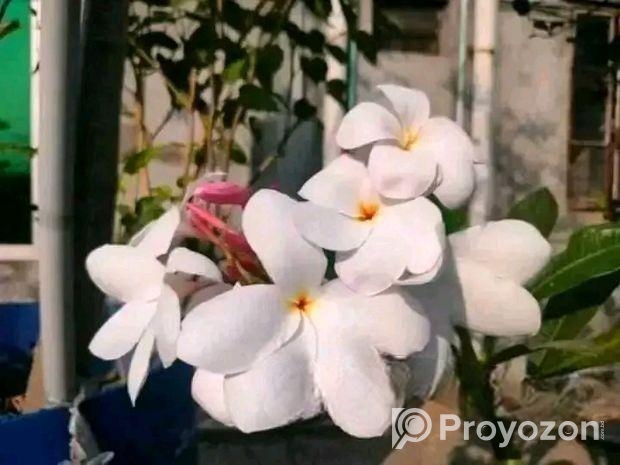 পিংক পুডিকা কাঠগোলাপ চারা