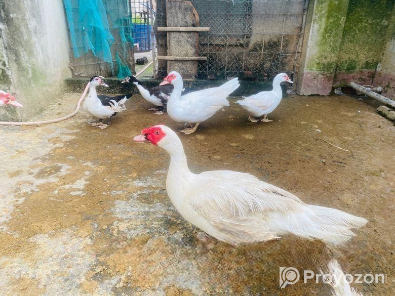 White China Hash Running Male