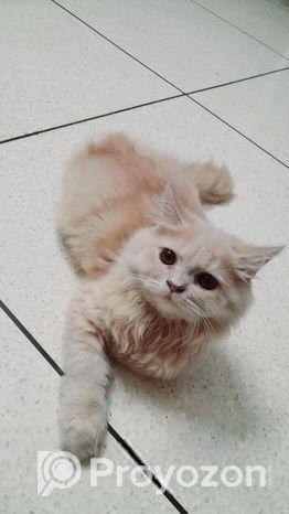 পার্সিয়ান বাই কালার মেল কিটেন