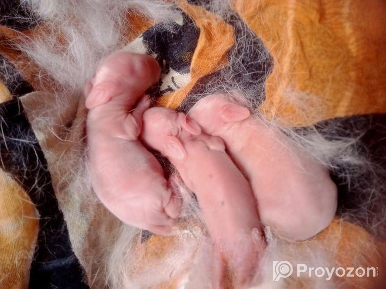 ছেলে খরগোশ মেয়ে বাচ্চা সহ বিক্রি করা হবে লাগলে ইনবক্স