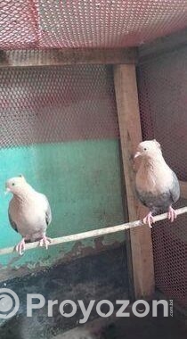 সোয়াচন্দন এডাল্ট জোড়া কবুতর