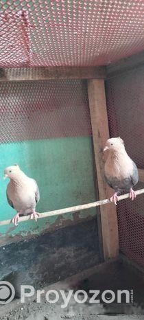 সোয়াচন্দন এডাল্ট জোড়া কবুতর