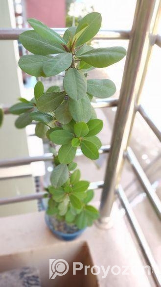 কাটা মুকুট গাছ