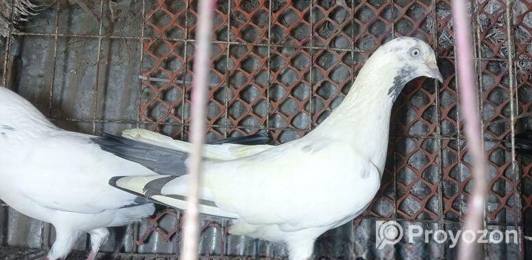 হাই ফ্লায়ার পাকিস্তানি গিরিবাজ কালদম টেডি