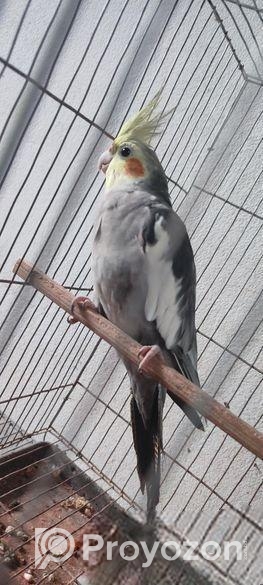 সম্পূর্ণ সাবালক (ম্যাচিওর) ২ টা ককাটেইল পুরুষ পাখি।