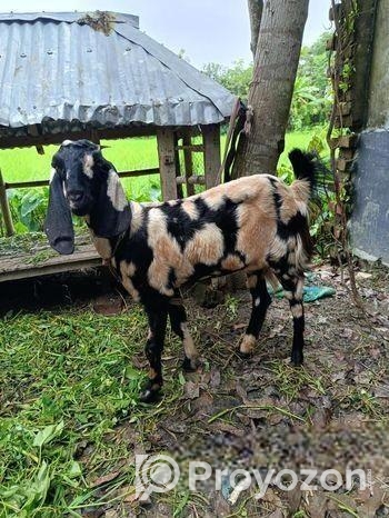 মায়া ছাগল