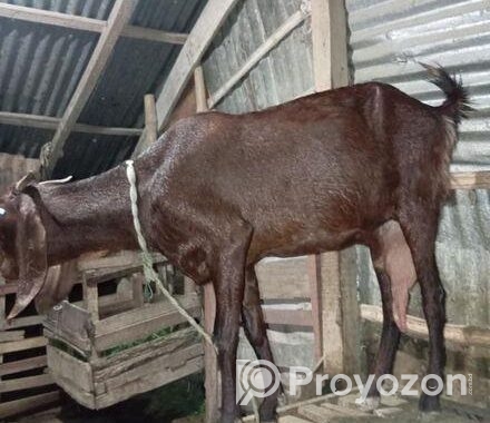 তোতা ক্রস ছাগল বিক্রি