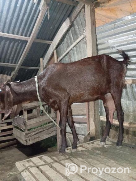 তোতা ক্রস ছাগল বিক্রি