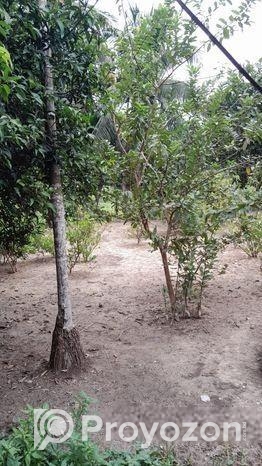 বাড়ি সহ জায়গা বিক্রি