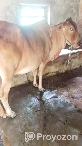 শাহীওয়াল গরু বিক্রি হবে