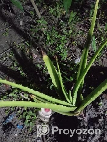 অ্যালোভেরা