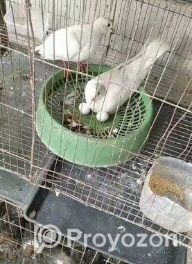সাদা ঘুঘু রানিং