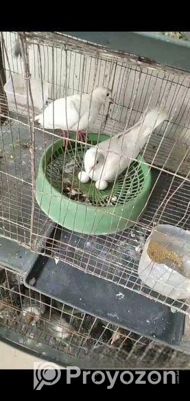 সাদা ঘুঘু রানিং