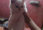 Cat For Sell