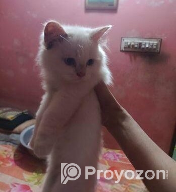 Cat For Sell