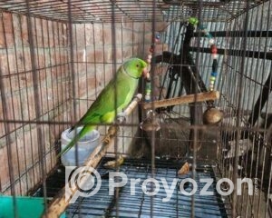fitted-45_2025-09-30_11-44-03