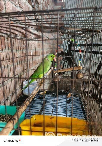 রিং নেট টিয়া