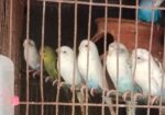 বাজরিকা পাখি বিক্রি হবে।