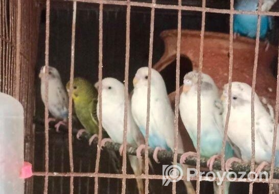 বাজরিকা পাখি বিক্রি হবে।