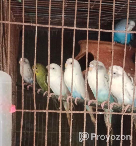 বাজরিকা পাখি বিক্রি হবে।