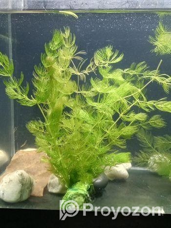 হর্নট একুরিয়াম লাইভ প্ল্যান্ট