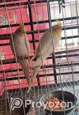 লুটিনো কোকাটেল সেল হবে