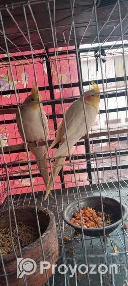 লুটিনো কোকাটেল সেল হবে