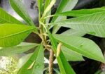 পিংক পুডিকা কাঠগোলাপ চারা
